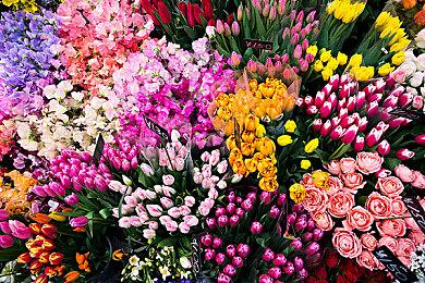 暗影从未如此惊艳！《THE SIEGE AND THE SANDFOX》 正式发售