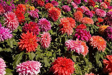 《女神异闻录4黄金版》1月19日更新 新增简体中文